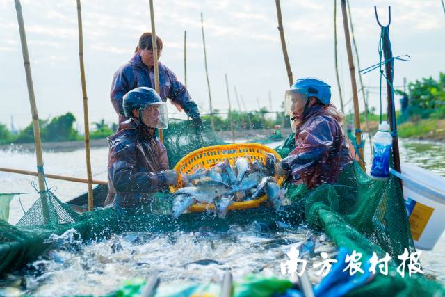 塘头抓海鲈现场