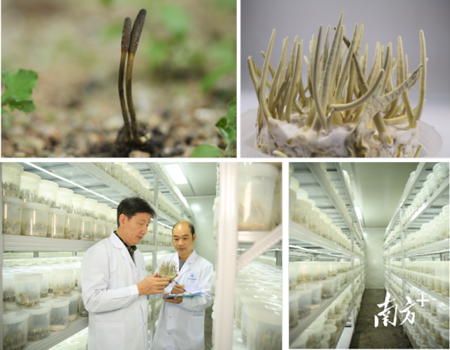 广东省科研院所和高校系统收集的微生物菌种资源约占全国菌种资源的12%