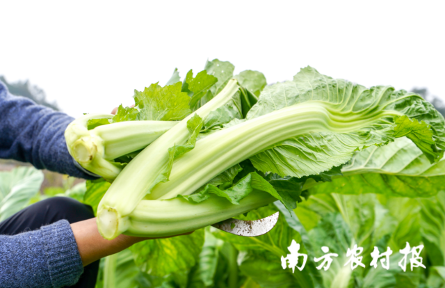 吃菜，广东人是认真的！广东省现代农业产业园百家手信评选活动（蔬菜专场）应季来袭！