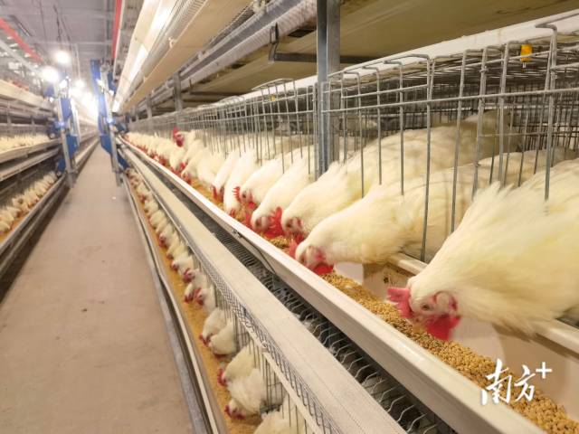 广东家禽育种在全国走在前列