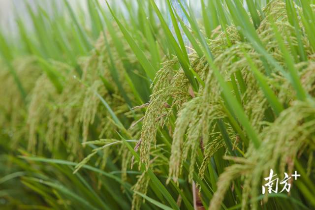 广东水稻育种实力全国领先