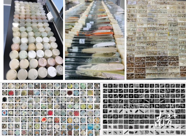 大型真菌及食药用菌标本