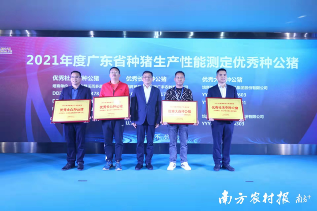 颁发2021年度种猪生产性能测定优秀种公猪奖
