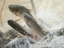 如何挑一条靓鲩鱼？养鱼大师教你数鳞片