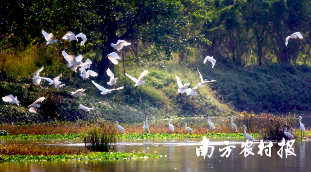 小鸟天堂。资料图片