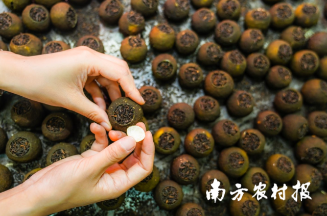 新制的新会小青柑茶。程麒 摄