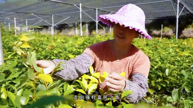 梅片树助力乡村走向强村富民之路