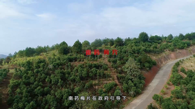 南药梅片被广泛终于粤东北