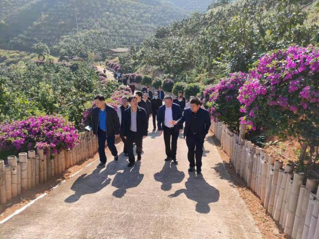 调研组到大东镇万川千红柚果产业基地调研