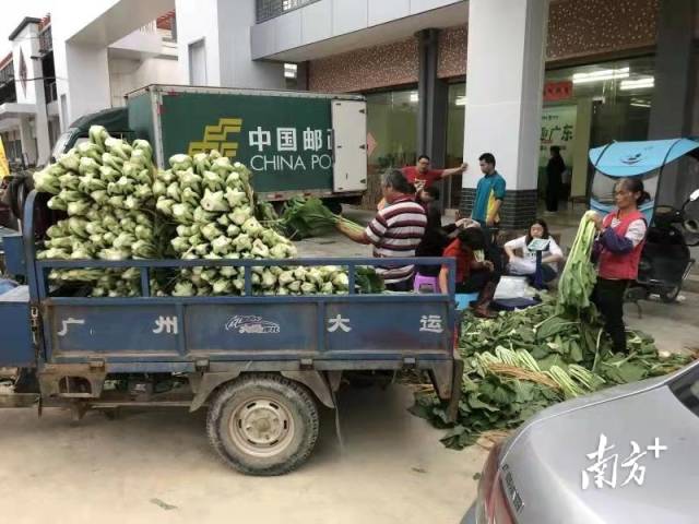 增城邮政积极启动旺季生产机制，助力增城迟菜心出村进城