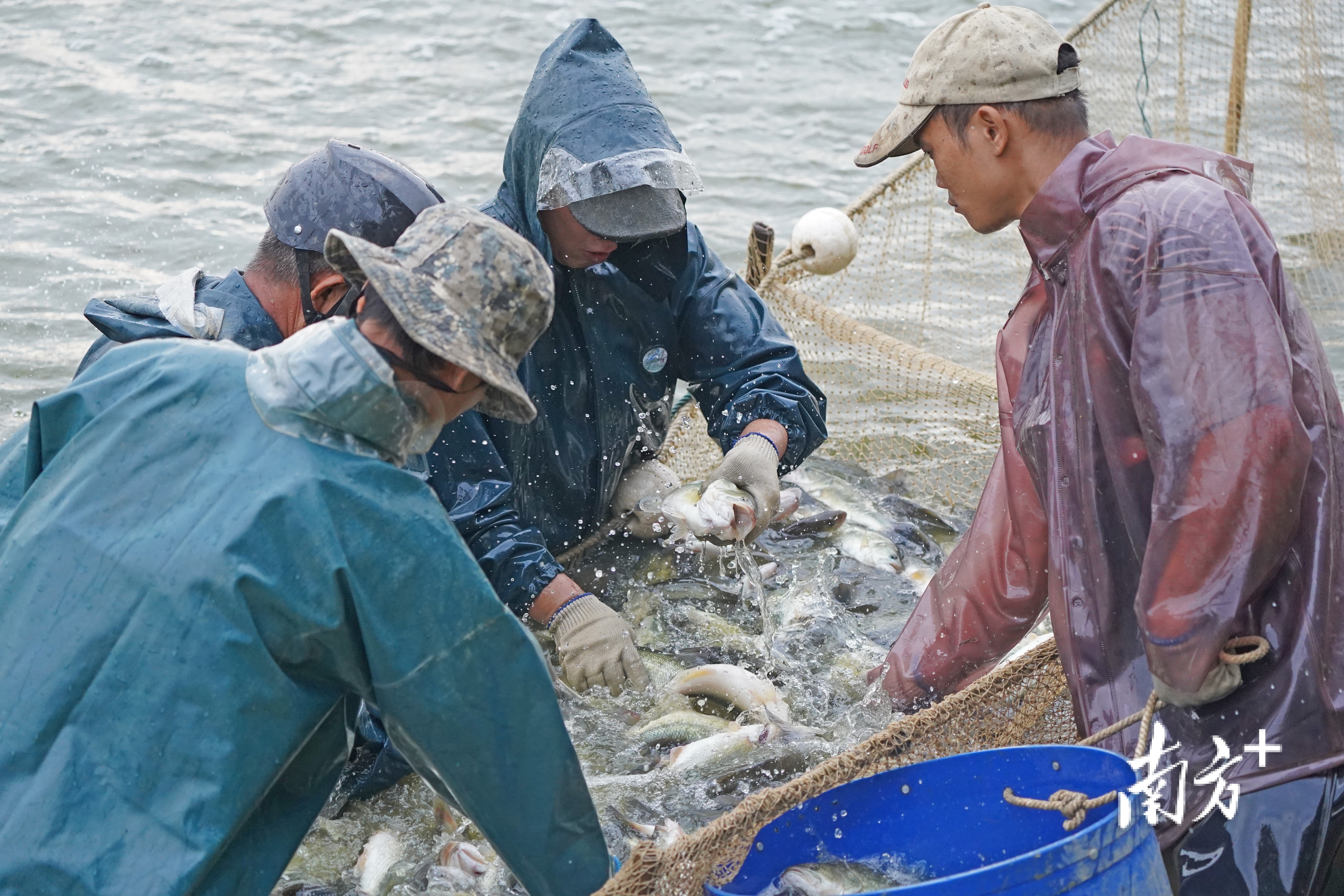 佛山迎来了鲈鱼的最佳赏味时节。戴嘉信摄