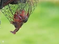 大寒夜，骑上这只小龙虾，健康温暖带回家