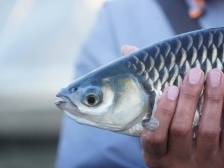 皇帝鱼：生自海外，味留岭南｜佛味鲜生