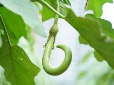 盐步秋茄：百年传承，茄中上品｜佛味鲜生