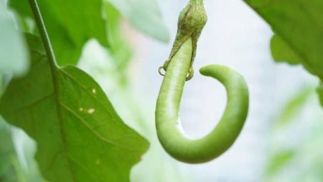 今日小满：雨水日丰盈，秋茄味正鲜｜廿四学堂