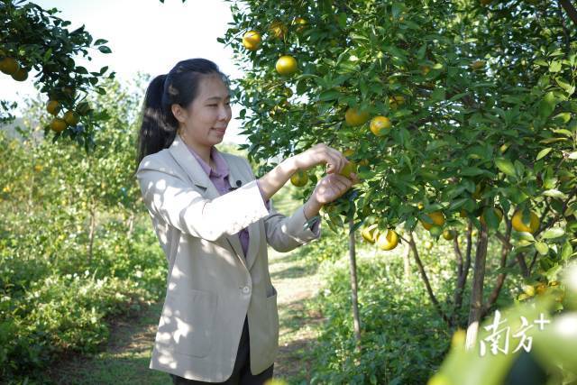 “柑橘新农人”陈慧。 