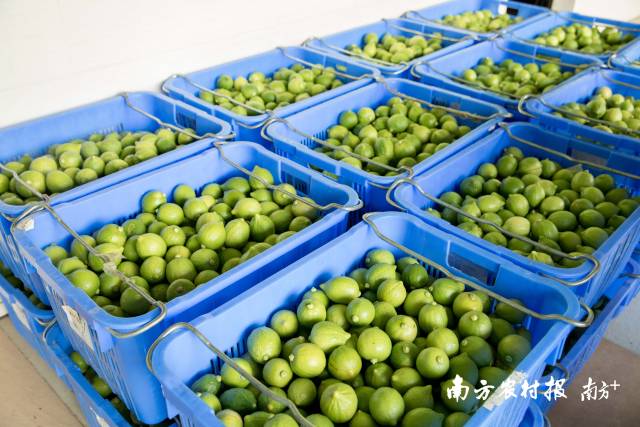 傍晚，数千斤的沙田柠檬将会从合作社发往全国各地。  南方农村报 吴秒衡 拍摄