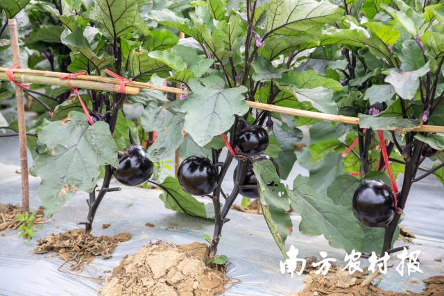 南方农村报 郑建斯 拍摄