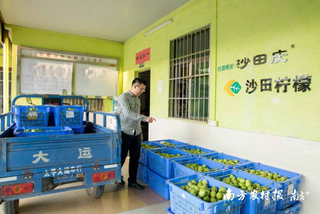 冯冠杰正清点当日柠檬的采摘量。  南方农村报 吴秒衡 拍摄