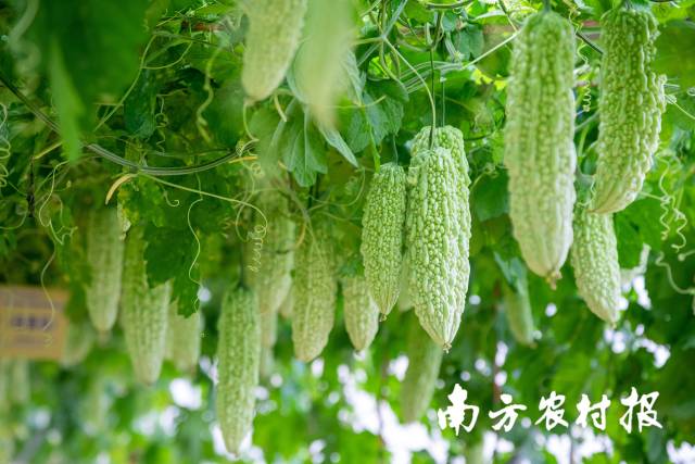 南方农村报 郑建斯 拍摄