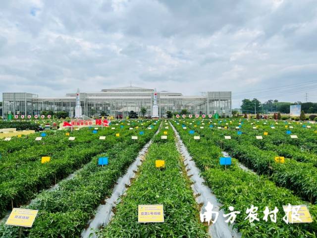 南方农村报 郑建斯 拍摄