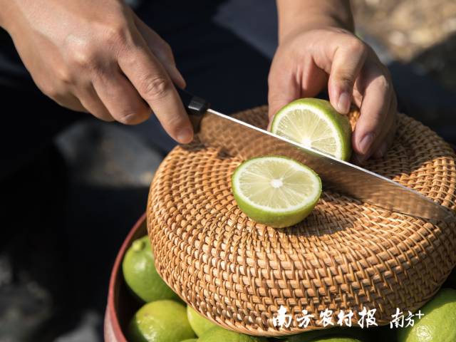 沙田柠檬。  南方农村报 吴秒衡 拍摄