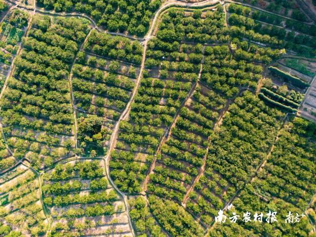 合作社的柠檬园。  南方农村报 蓝东旭 拍摄