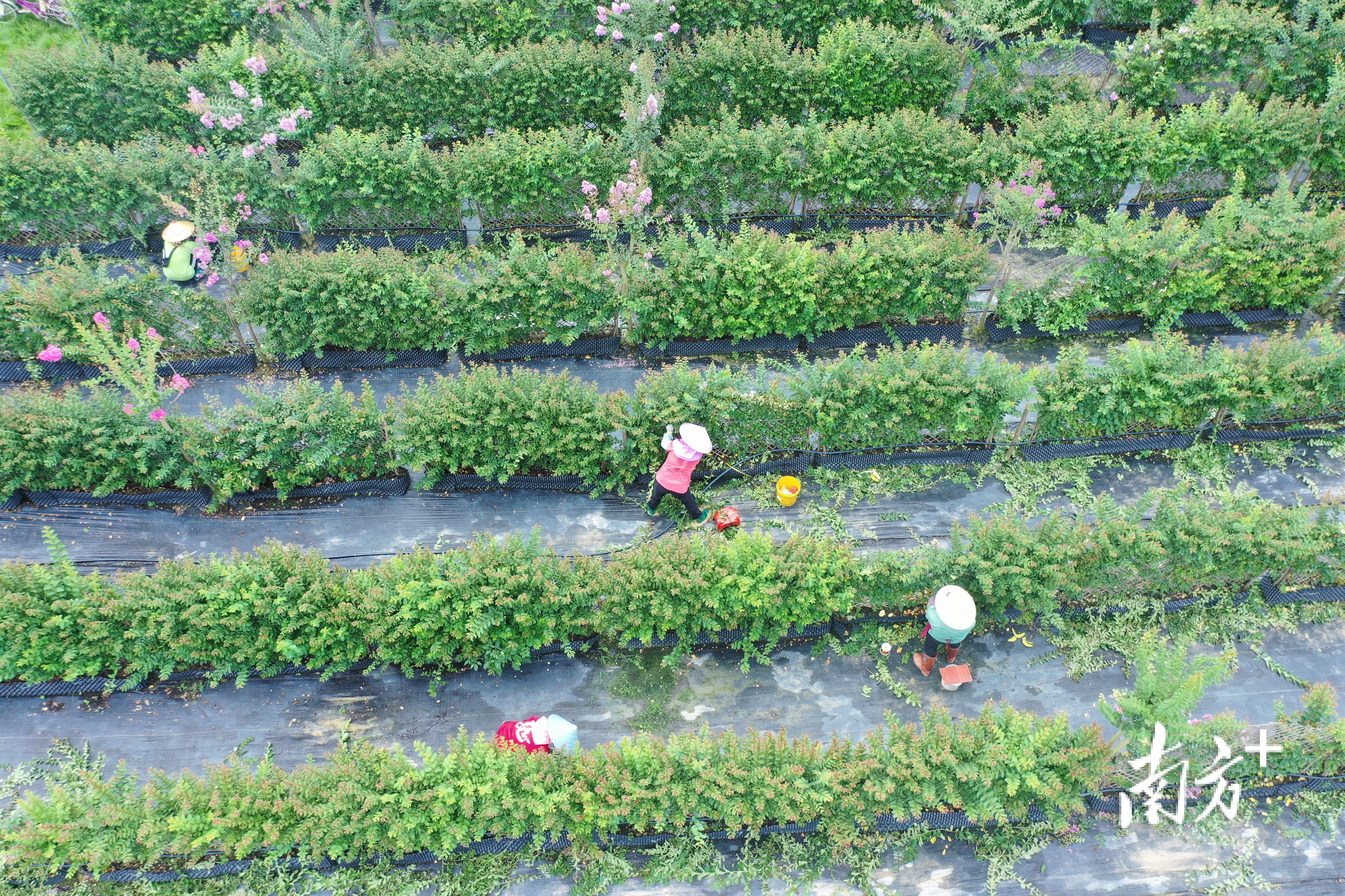 高明区石洲村村民在连片开发的花卉种植基地劳作。高明供图