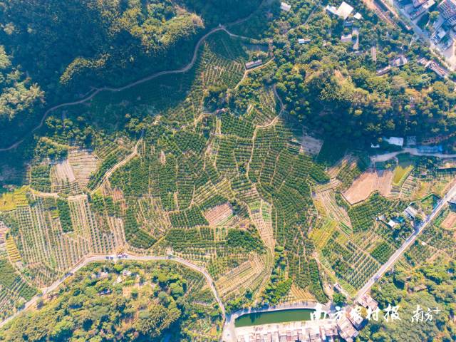 合作社社员现已种植了400多亩柠檬。  南方农村报 蓝东旭 拍摄