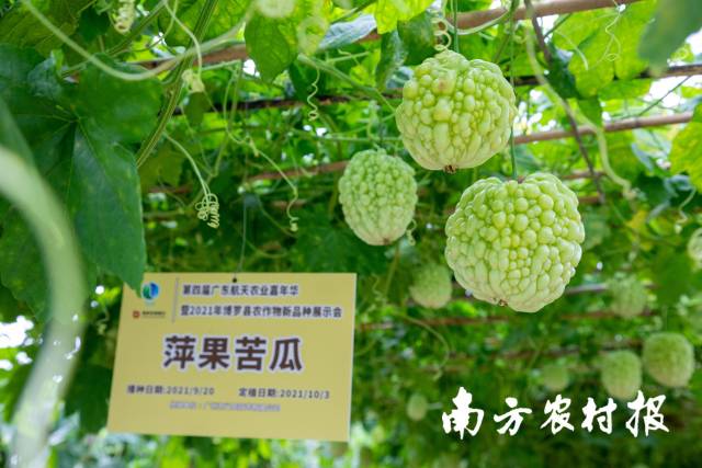 南方农村报 郑建斯 拍摄