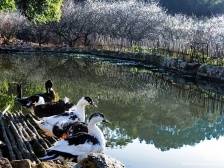 美丽乡村引人往 | 广东十大美丽乡村考察之行走进普宁