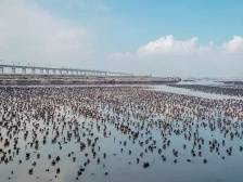 图集｜蚝壳墙、钓鱼台、观鹭台……与您一起乐享“蚝”生活