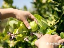 乡村振兴带头人冯冠杰：柠檬虽酸，但让乡亲过上甜日子