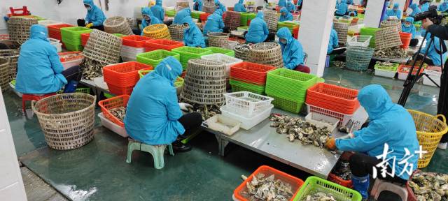 宇祥水产大蚝加工车间