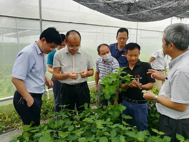 农村科技特派员田间指导农村日本紫苏种植