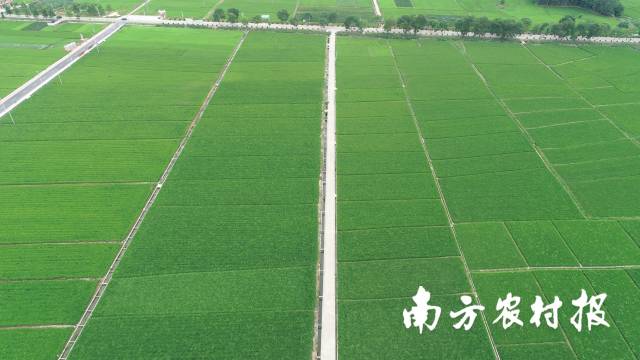 江门市高效推进高标准农田建设，着力打造农民直接受益的民心工程