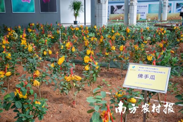 南方农村报 郑建斯 拍摄