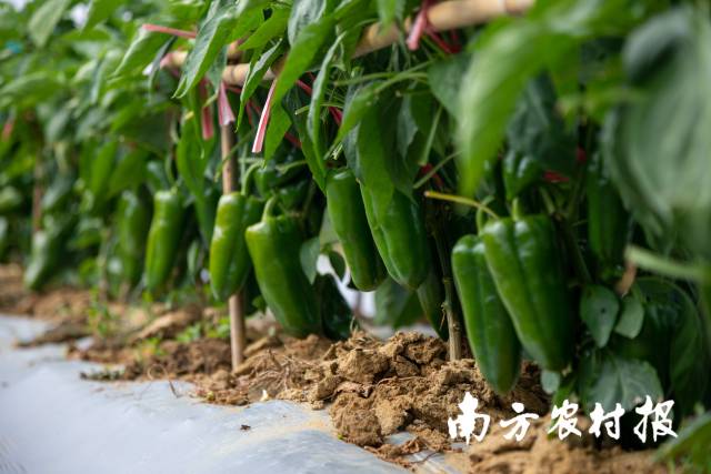 南方农村报 郑建斯 拍摄