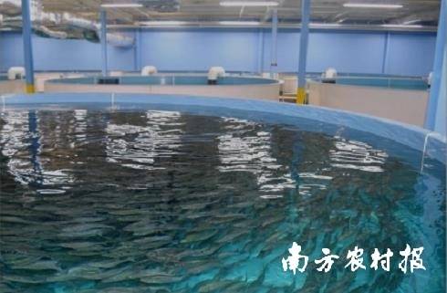 南方农村报 郑建斯 拍摄