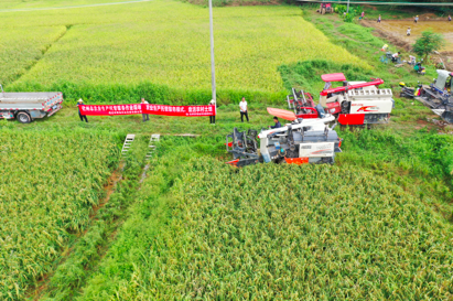 化州农业生产托管服务作业现场。