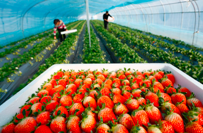 近年来，陕西省西安市长安区充分利用当地地理条件，大力发展草莓种植产业，种植深冬草莓面积达到1.2万亩，成为农户增收致富的支柱产业之一。