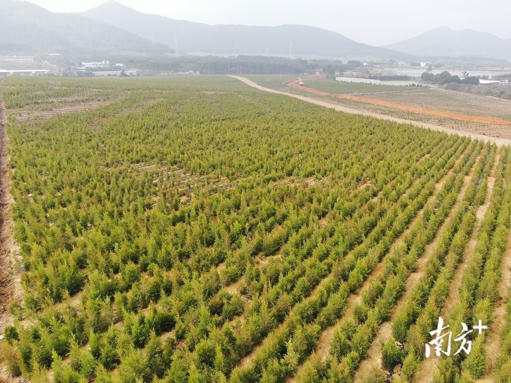 官渡镇新南村连片流转撂荒地种植澳洲油茶。官渡镇供图
