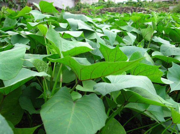 白沙村土地流轉(zhuǎn)之后種植番薯葉