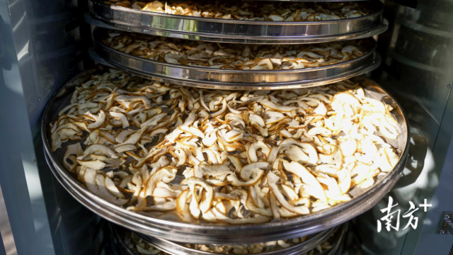  正在烘干的柚子皮果脯