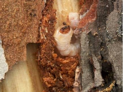 南方广东启动松材线虫病疫情防控五年攻坚行动