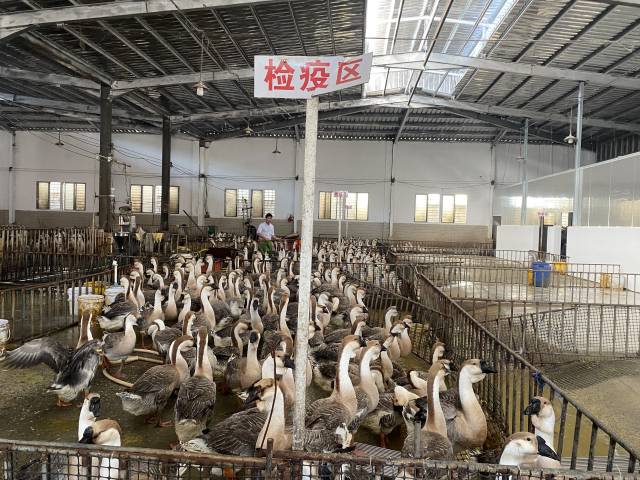 经过检疫后，澄海狮头鹅将被送去屠宰加工