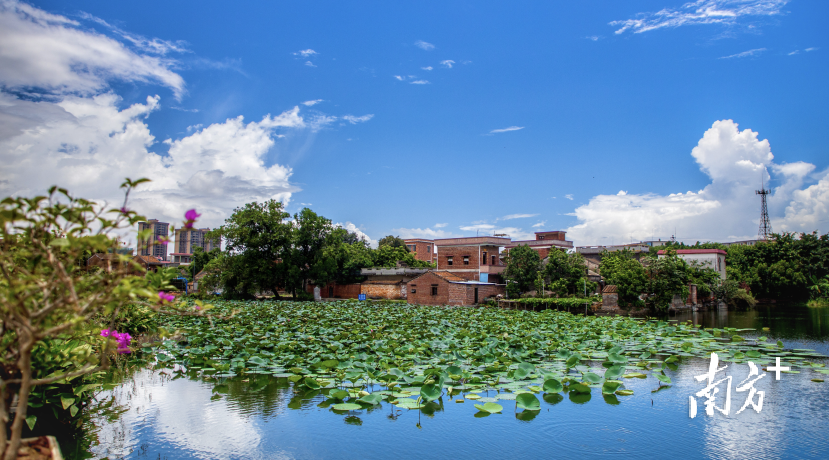 高明乡村的优美环境为乡村旅游发展奠定了基础。程俊飞 摄 高明乡村的优美环境为乡村旅游发展奠定了基础。程俊飞 摄