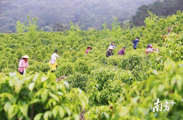 信宜山区发展高山茶产业带动群众奔康致富。王庆珍 摄