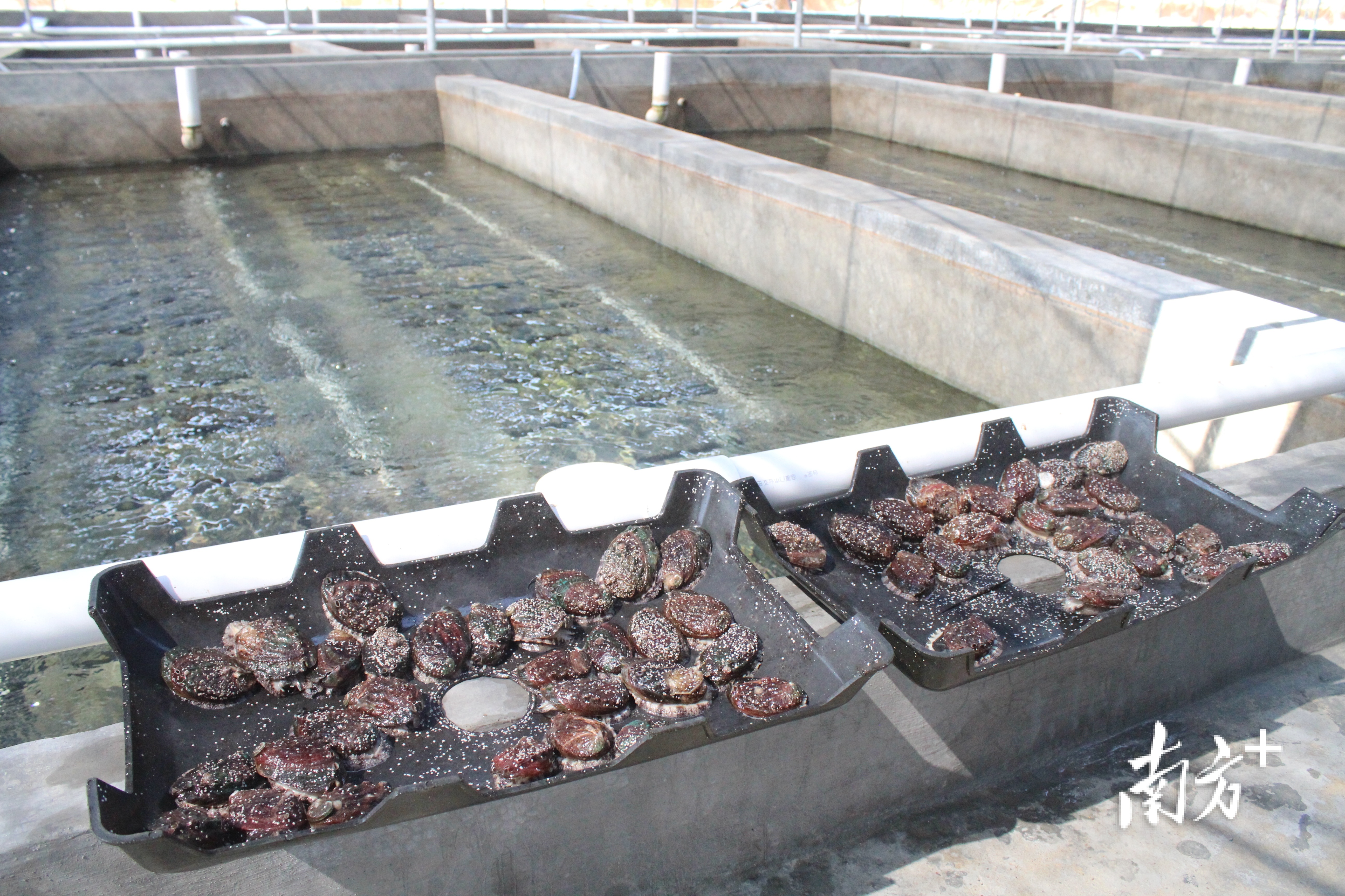 鲍鱼养殖基地.