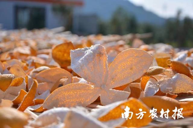 将贡柑皮晒制成“贡皮”